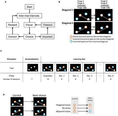 Bifidobacterium animalis subsp. lactis and arginine mixture intake improves cognitive flexibility in mice