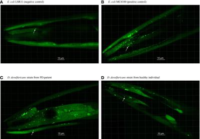 Desulfovibrio bacteria enhance alpha-synuclein aggregation in a Caenorhabditis elegans model of Parkinson’s disease