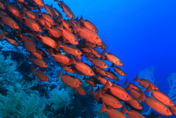 Shoal of red bigeye perches in the tropical reef of the red sea 